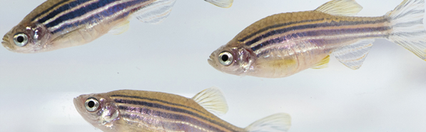 Zebrafish models of sarcopenia | Disease Models & Mechanisms | The